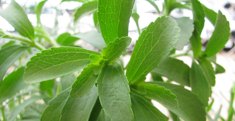 Zoet onmisbaar? Probeer stevia!
