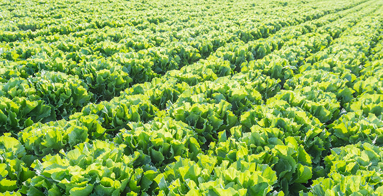 Hoe gezond is andijvie?