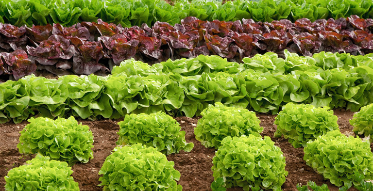 3 interessante weetjes over sla